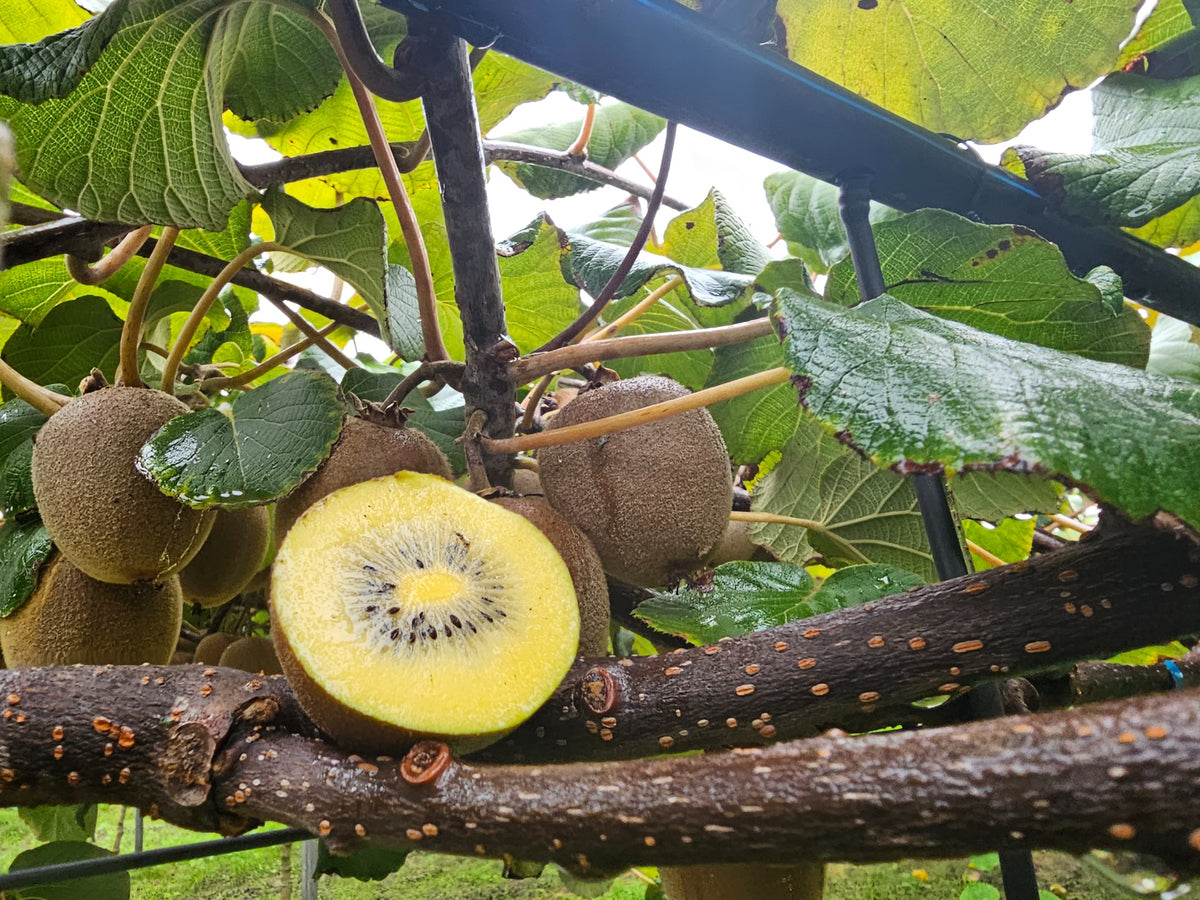 Kiwi SunLife à chair jaune intense