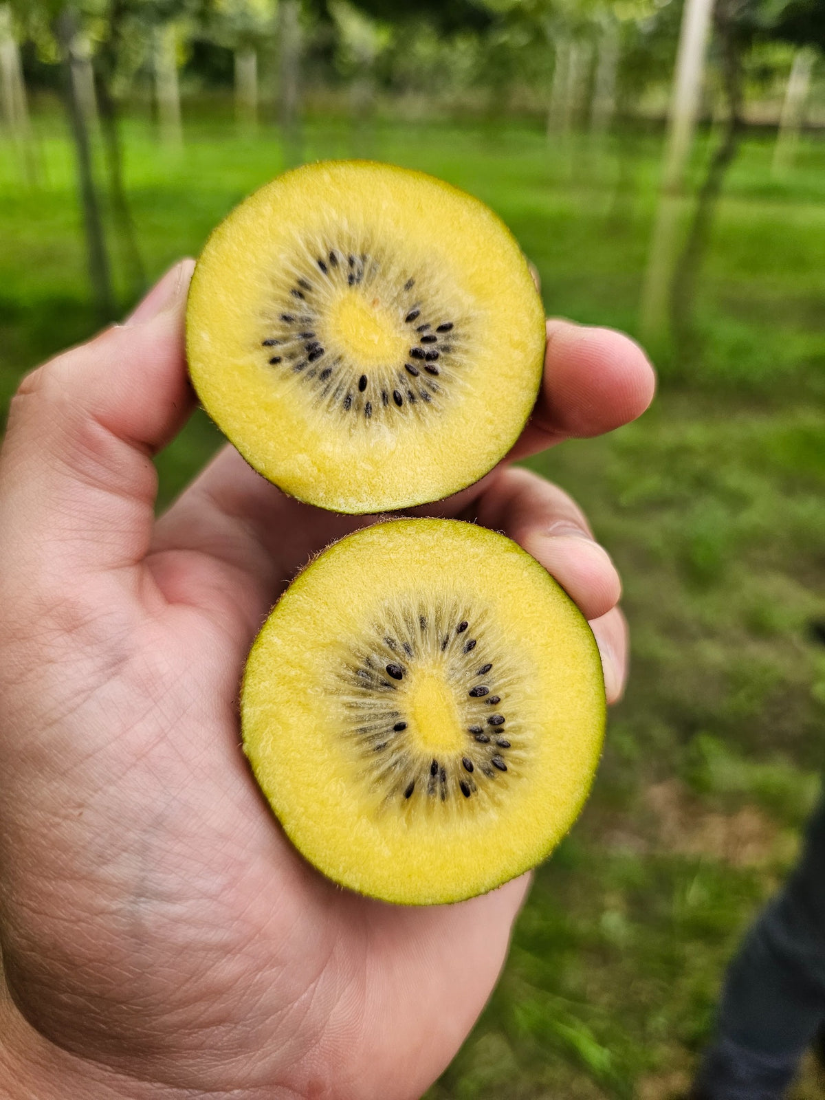 Un kiwi SunLife coupé en deux, tenu dans la main au verger