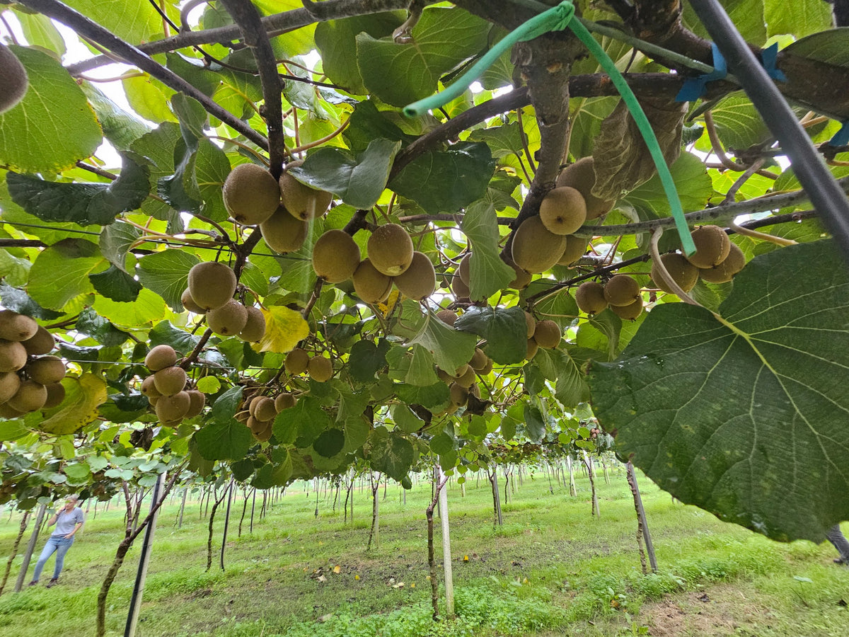 Les fruits SunLife poussent sous le couvert des lianes dans le verger
